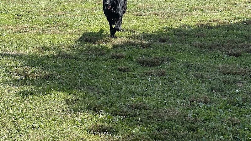 Boone County Dog Park - Burlington, KY