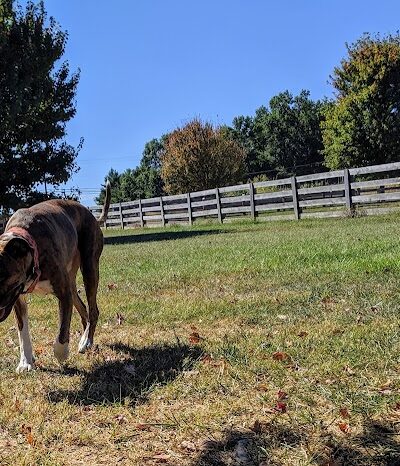 Boone County Dog Park - Burlington, KY