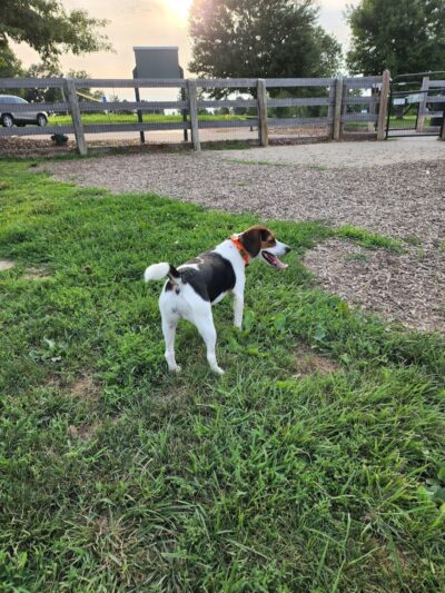 Boone County Dog Park - Burlington, KY