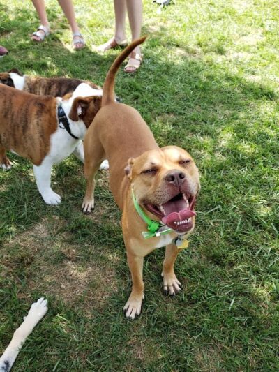 Boone County Dog Park - Burlington, KY