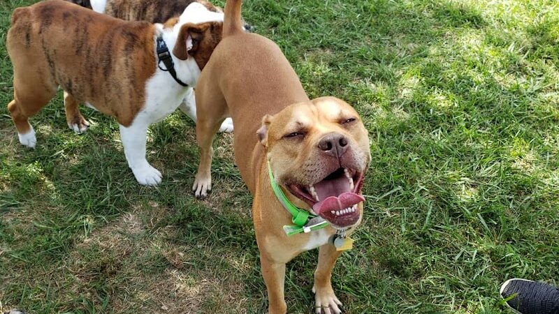 Boone County Dog Park - Burlington, KY