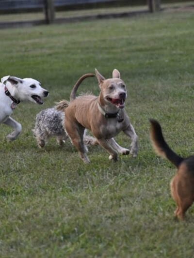 Boone County Dog Park - Burlington, KY