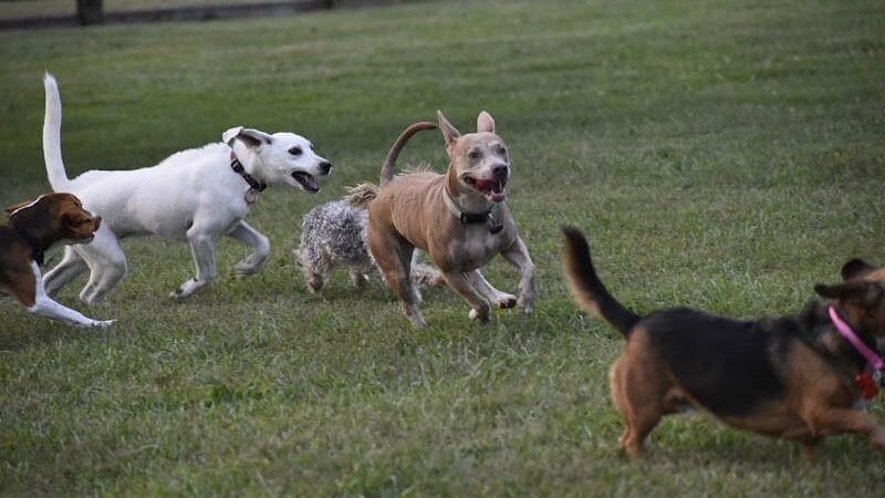 Boone County Dog Park - Burlington, KY