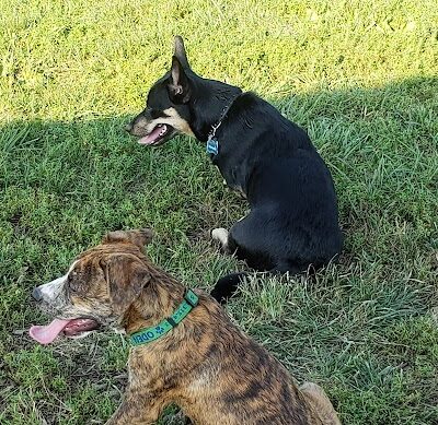 Boone County Dog Park - Burlington, KY