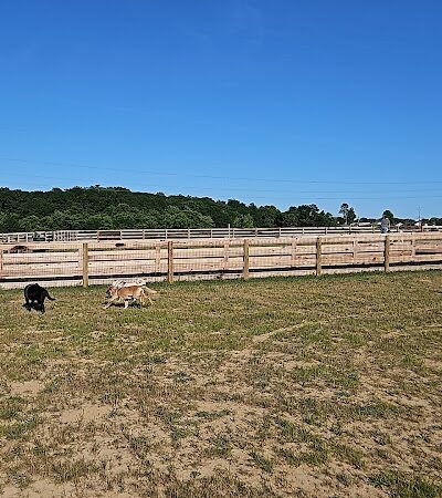 Idlewild Dog Park - Burlington, KY