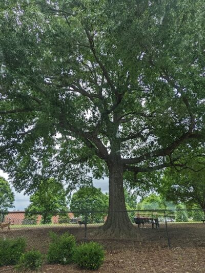 Jiggs Askew Memorial Park - Burlington, NC