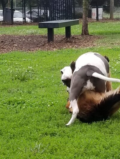 Jiggs Askew Memorial Park - Burlington, NC