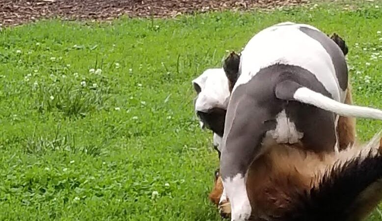 Jiggs Askew Memorial Park - Burlington, NC