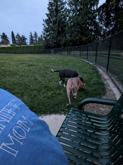 Jack and Helen Doyle Dog Park - Burlington, WA