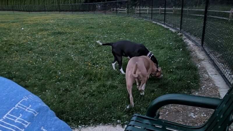 Jack and Helen Doyle Dog Park - Burlington, WA