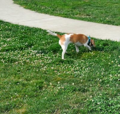 Jack and Helen Doyle Dog Park - Burlington, WA