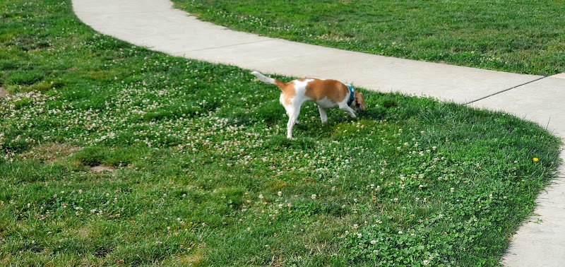 Jack and Helen Doyle Dog Park - Burlington, WA