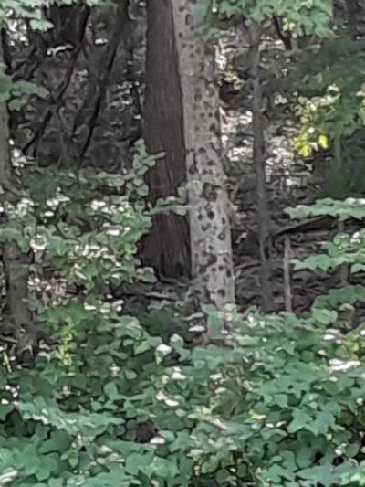 Angelo Canna Town Park - Cairo, NY
