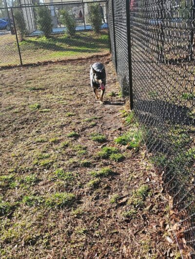 Dog Park and Tennis Court - Calabash, NC