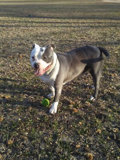 Laurelton West Playground - Cambria Heights, NY