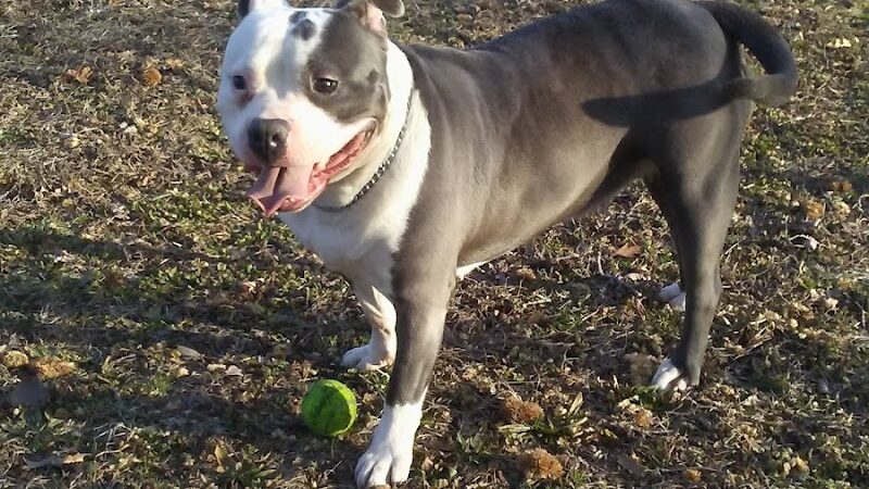 Laurelton West Playground - Cambria Heights, NY