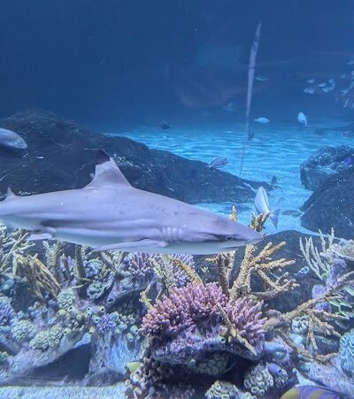 Wiggins Waterfront Park - Camden, NJ