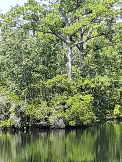 Senior Boardwalk - Camden, NC