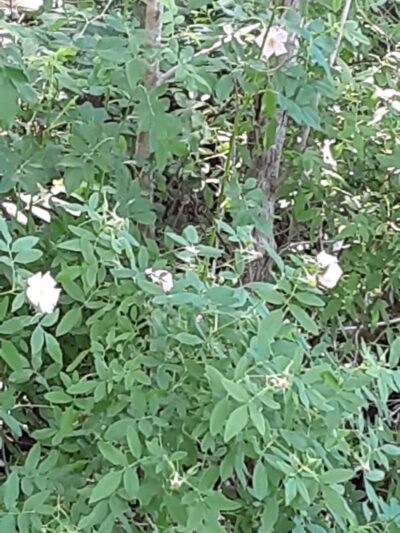 Senior Boardwalk - Camden, NC