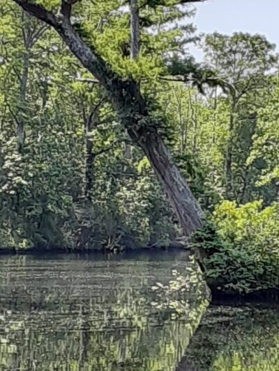 Senior Boardwalk - Camden, NC