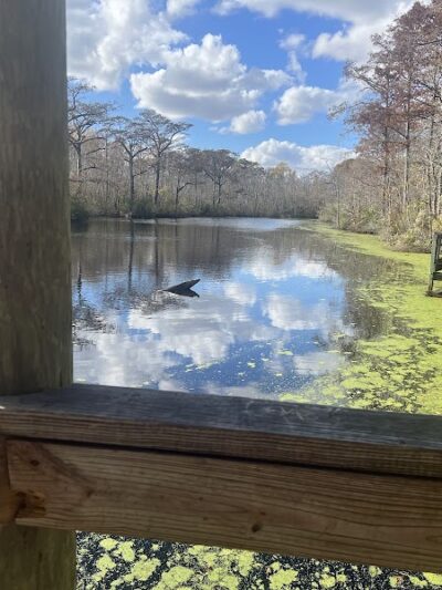 Senior Boardwalk - Camden, NC