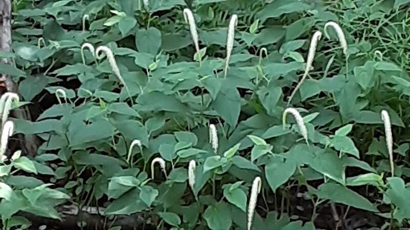 Senior Boardwalk - Camden, NC