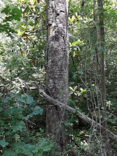Senior Boardwalk - Camden, NC
