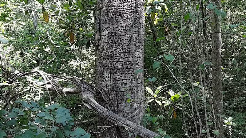 Senior Boardwalk - Camden, NC