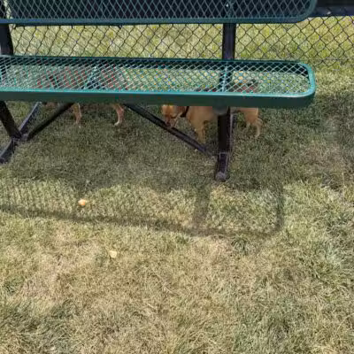 Dog Park at Love's Travel Stops - Cameron, MO