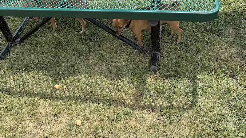 Dog Park at Love's Travel Stops - Cameron, MO