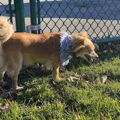 Dog Park at Thomas Bull Memorial Park - Campbell Hall, NY