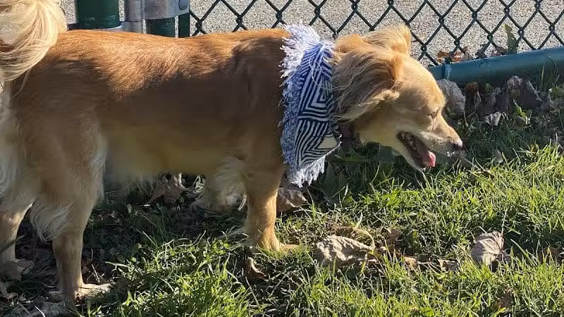 Dog Park at Thomas Bull Memorial Park - Campbell Hall, NY