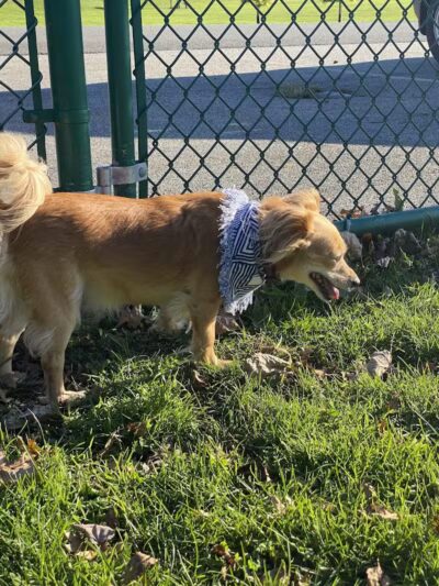 Dog Park at Thomas Bull Memorial Park - Campbell Hall, NY