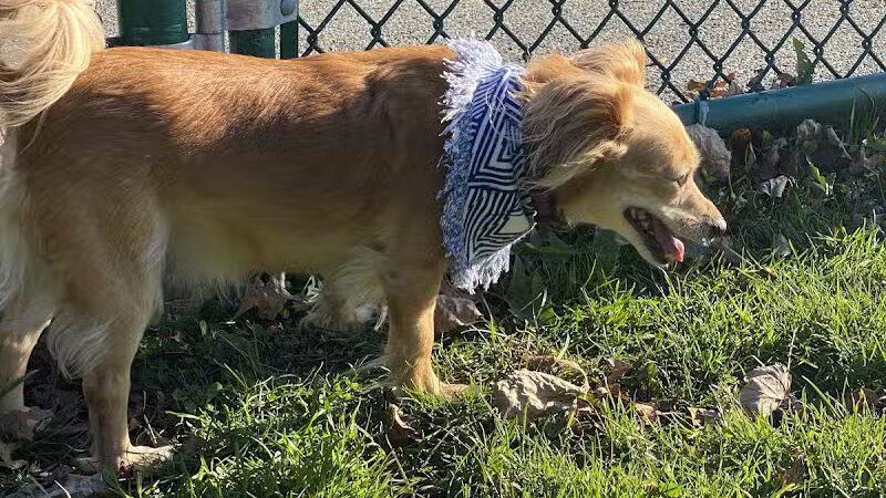 Dog Park at Thomas Bull Memorial Park - Campbell Hall, NY
