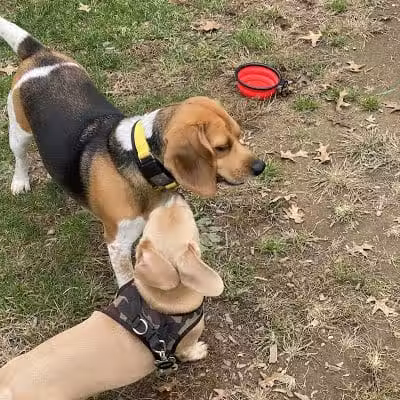Dog Park at Thomas Bull Memorial Park - Campbell Hall, NY