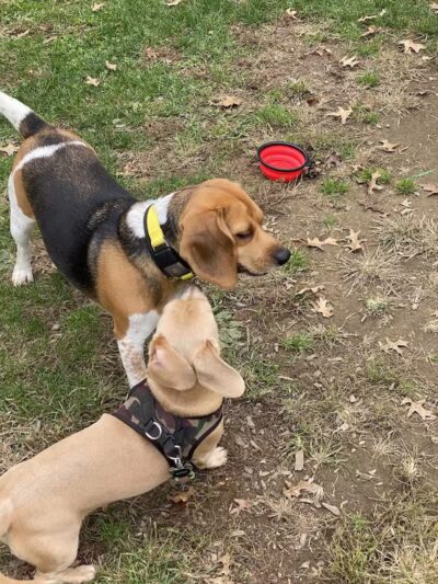 Dog Park at Thomas Bull Memorial Park - Campbell Hall, NY