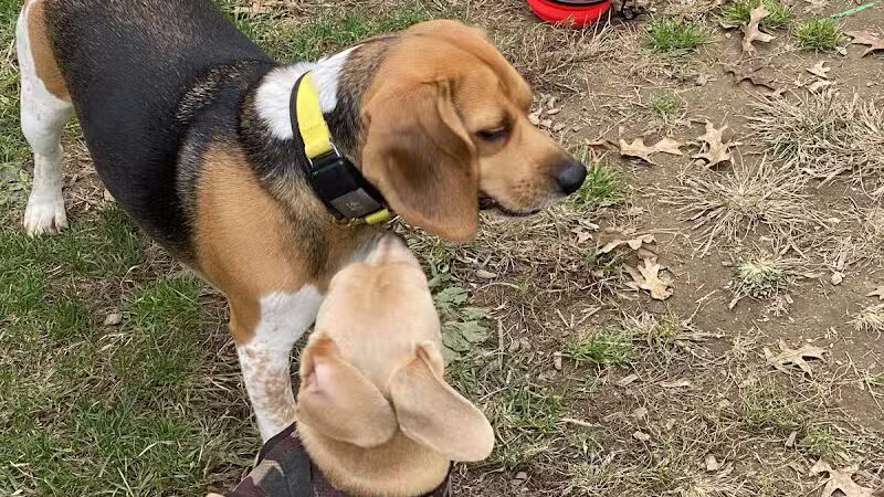 Dog Park at Thomas Bull Memorial Park - Campbell Hall, NY