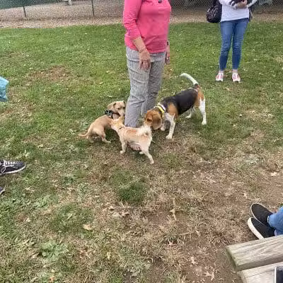 Dog Park at Thomas Bull Memorial Park - Campbell Hall, NY