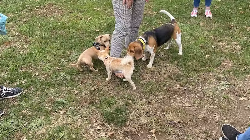 Dog Park at Thomas Bull Memorial Park - Campbell Hall, NY