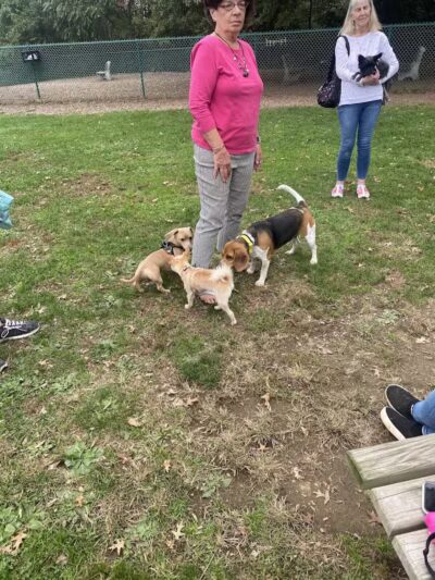 Dog Park at Thomas Bull Memorial Park - Campbell Hall, NY