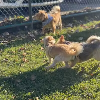 Dog Park at Thomas Bull Memorial Park - Campbell Hall, NY