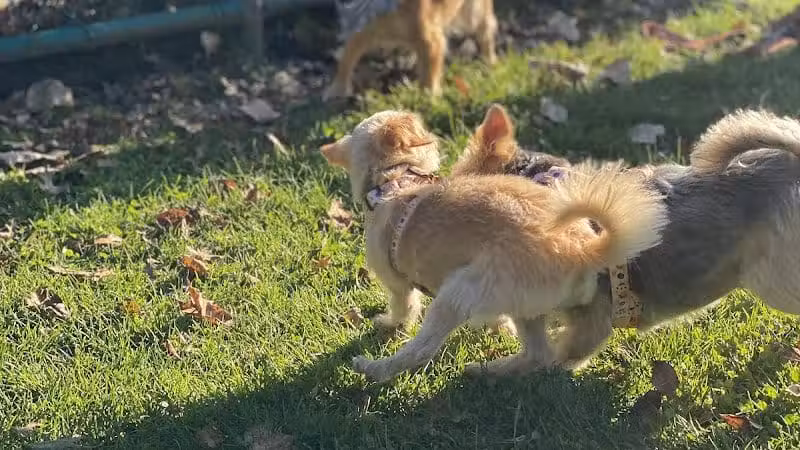 Dog Park at Thomas Bull Memorial Park - Campbell Hall, NY