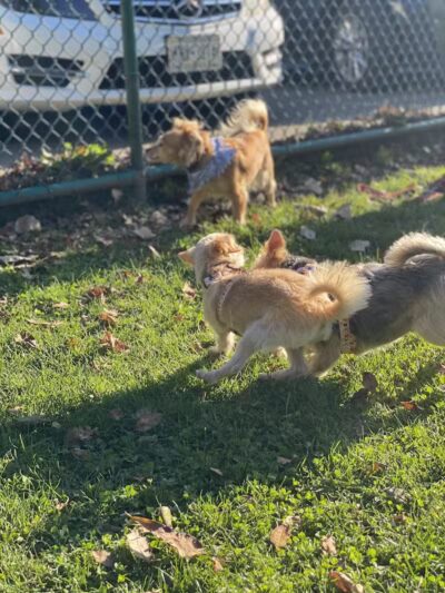 Dog Park at Thomas Bull Memorial Park - Campbell Hall, NY