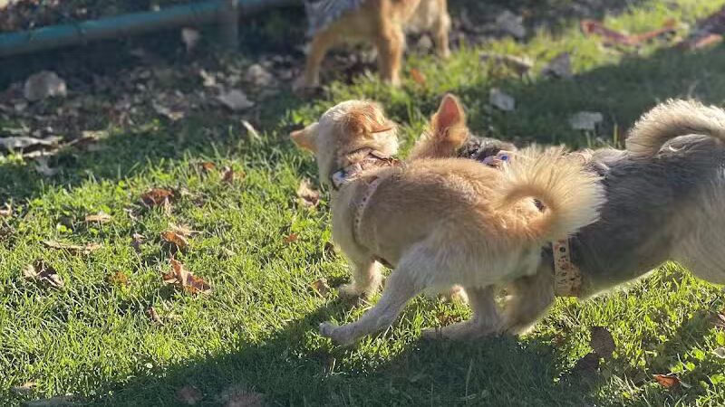 Dog Park at Thomas Bull Memorial Park - Campbell Hall, NY