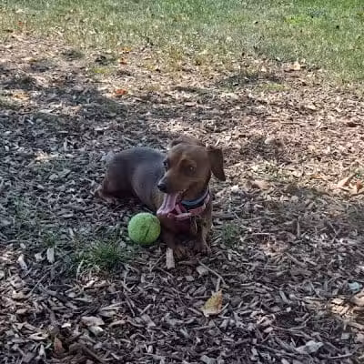 Dog Park at Thomas Bull Memorial Park - Campbell Hall, NY