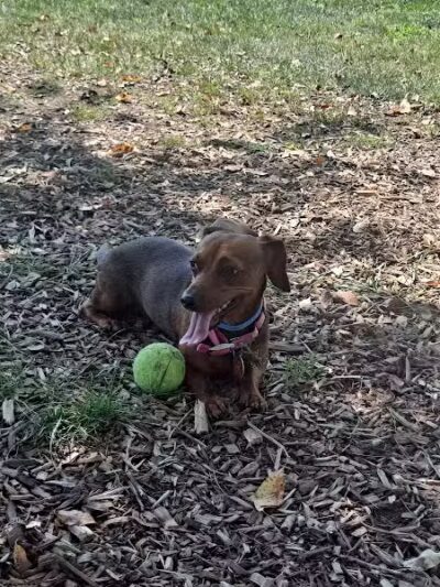 Dog Park at Thomas Bull Memorial Park - Campbell Hall, NY