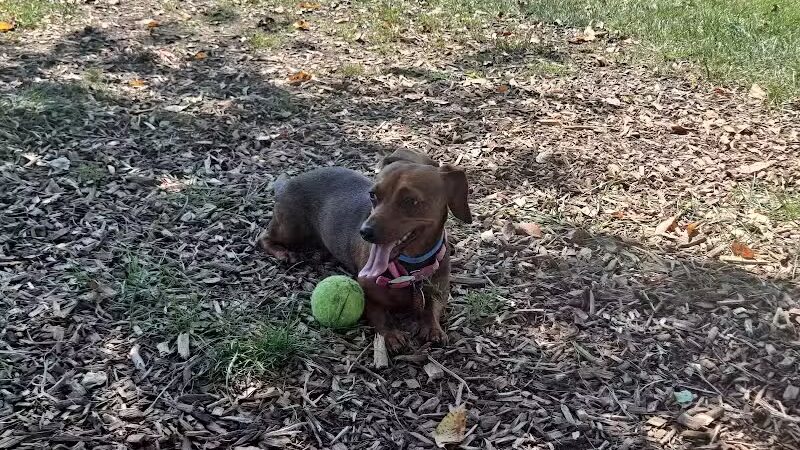 Dog Park at Thomas Bull Memorial Park - Campbell Hall, NY