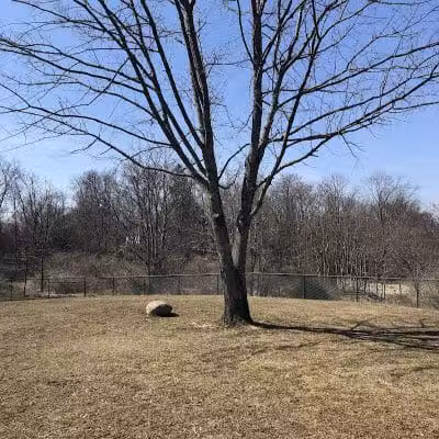 Dog Park at Thomas Bull Memorial Park - Campbell Hall, NY