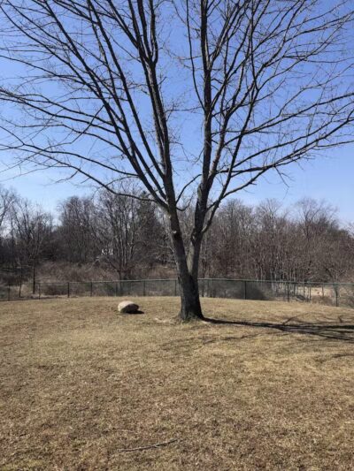 Dog Park at Thomas Bull Memorial Park - Campbell Hall, NY