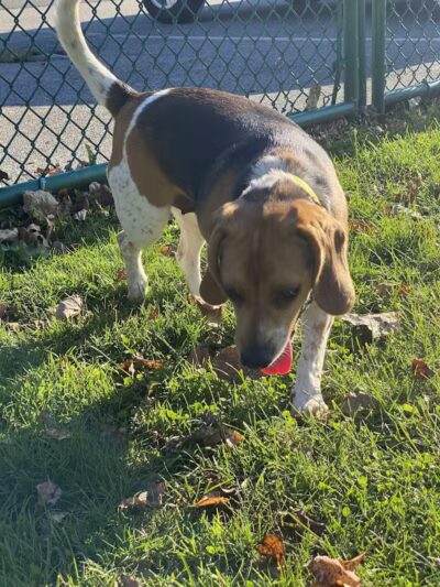 Dog Park at Thomas Bull Memorial Park - Campbell Hall, NY